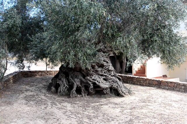 The oldest olive tree in the world is in Crete