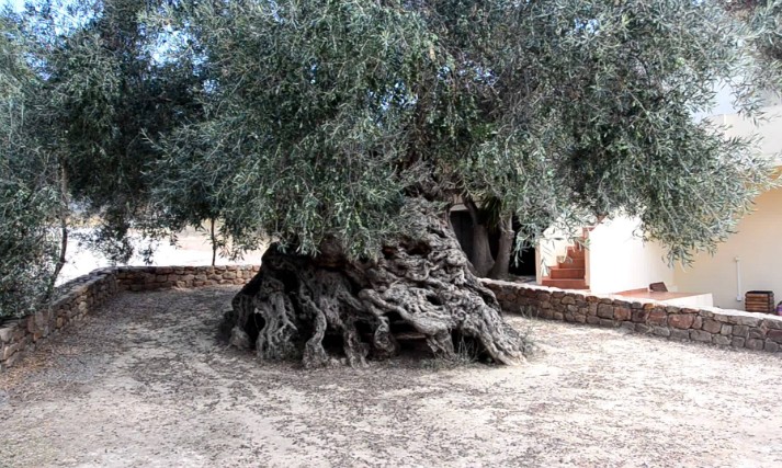 The oldest olive tree in the world is in Crete